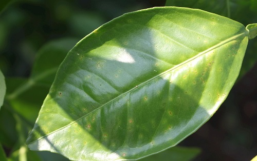 葉面積分析儀有什么作用？葉面積儀更好的分析植物長勢