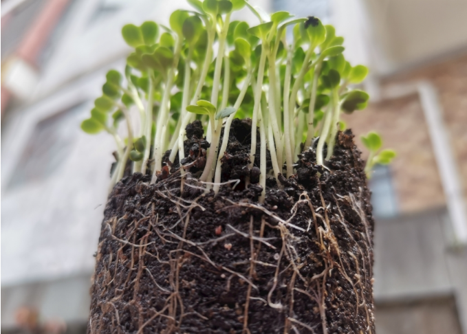 根系分析儀是什么？植物根系掃描系統(tǒng)可測量范圍介紹